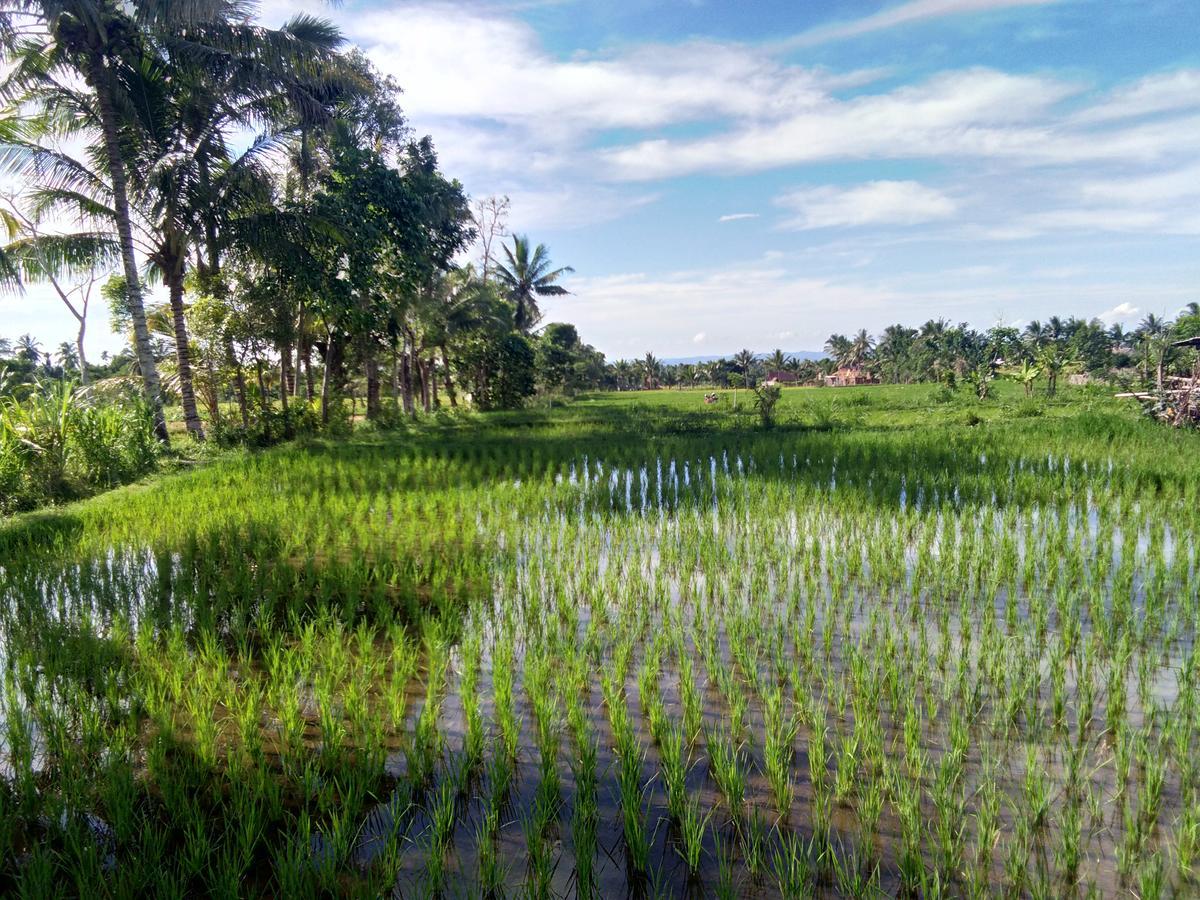 Jaya Homestay Tetebatu Ngoại thất bức ảnh